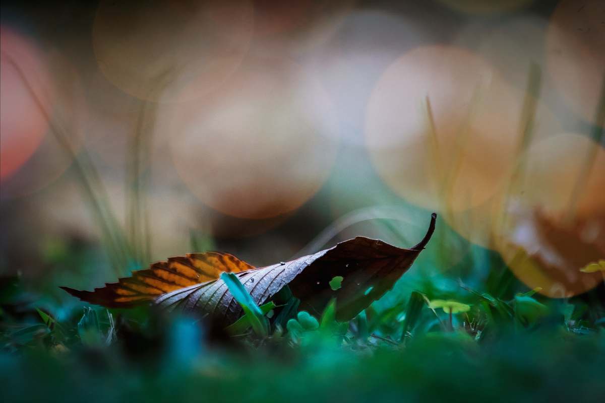 buenos aires selective focus photography of brown leaf on green grass grass